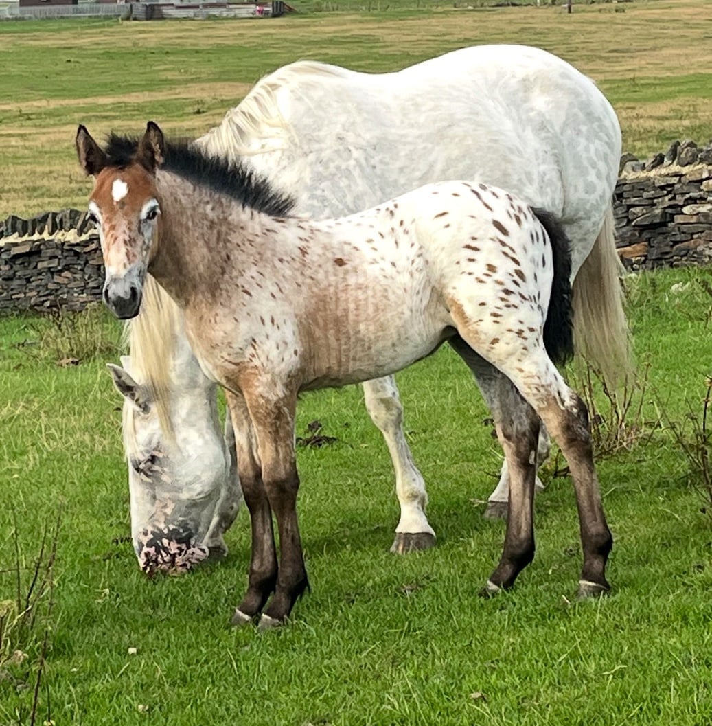 "Buckskin Leopard With 4 Dark Points " Leopard Spot Filly Youngstock / Foal
