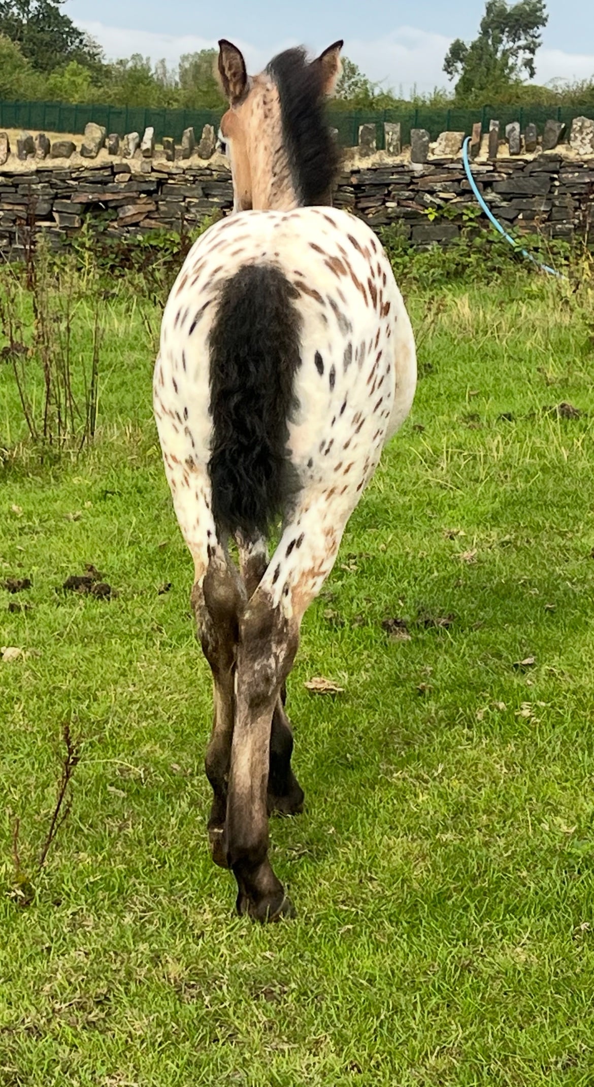 Leeds "Buckskin Leopard With 4 Dark Points " Leopard Spot Filly Youngstock / Foal
