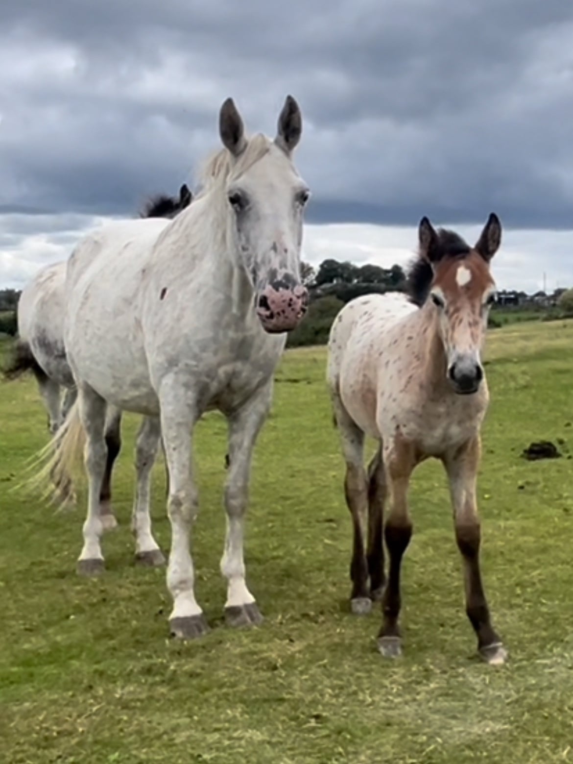 "Buckskin Leopard With 4 Dark Points " Leopard Spot Filly Youngstock / Foal - Horses in Leeds