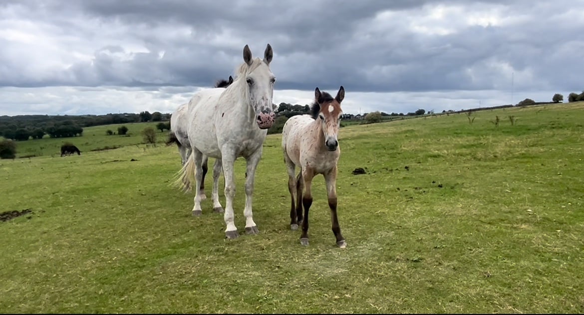 "Buckskin Leopard With 4 Dark Points " Leopard Spot Filly Youngstock / Foal - Horses
