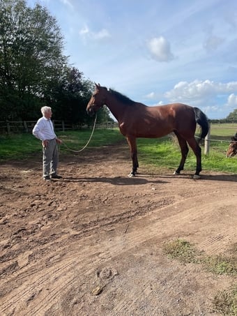 "FLYNN’S THUNDER" Bay Gelding Show Jumper