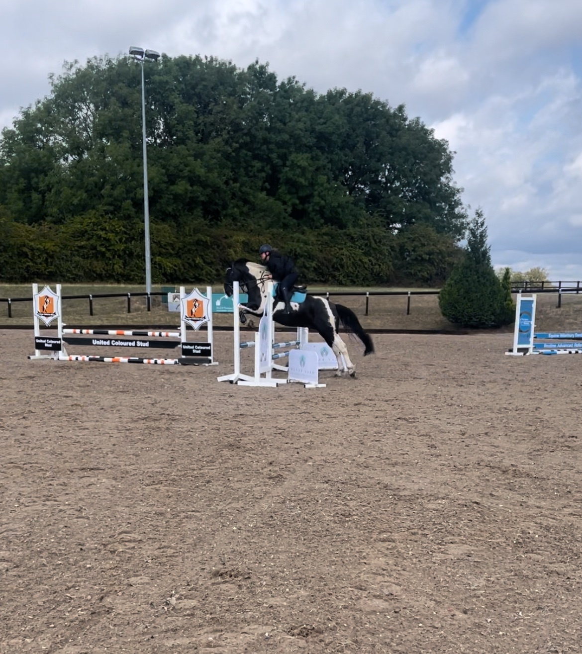 "Barney " Piebald Gelding All Rounder