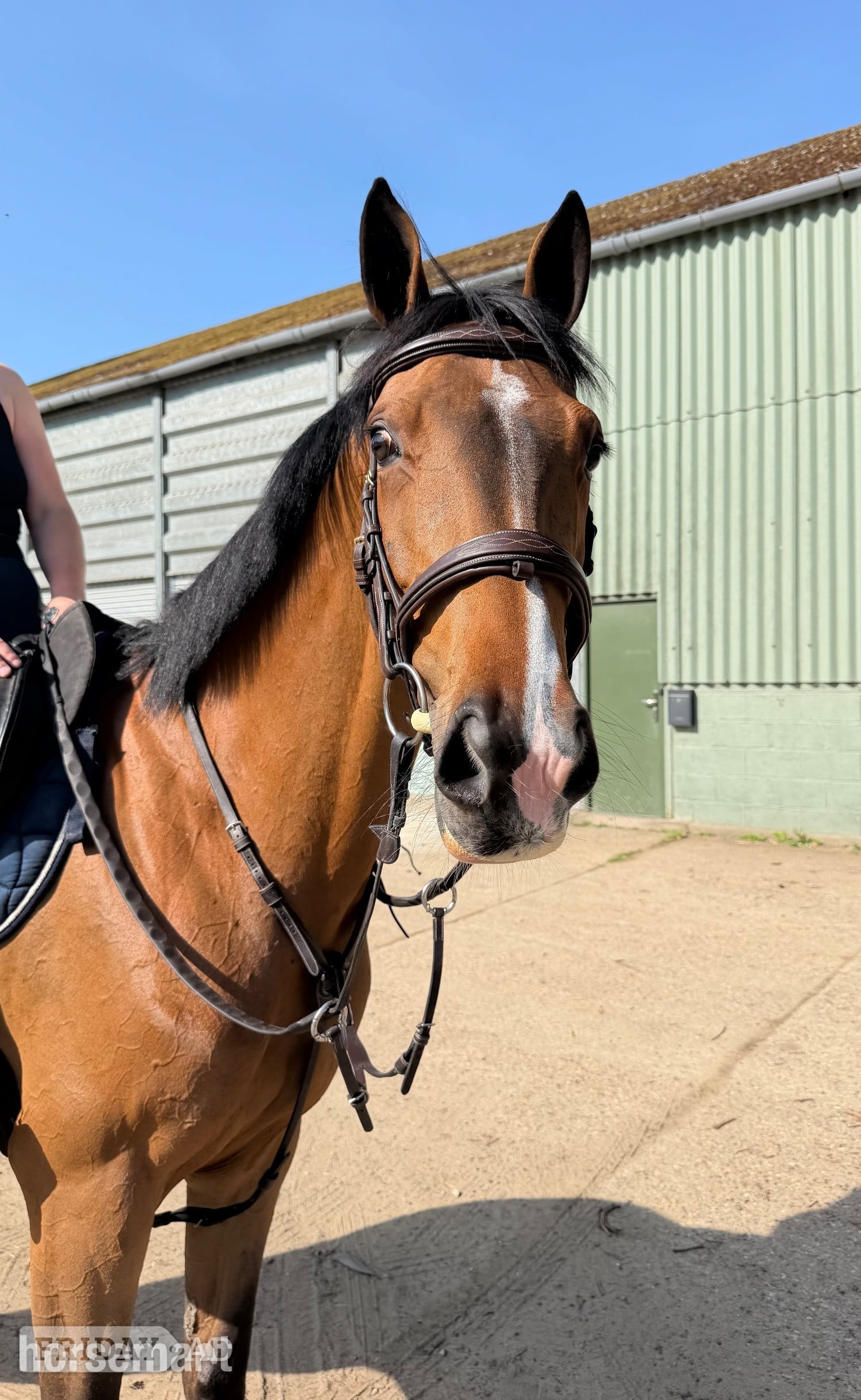 "Cece" Bay Mare Young Sport Horse in Godalming