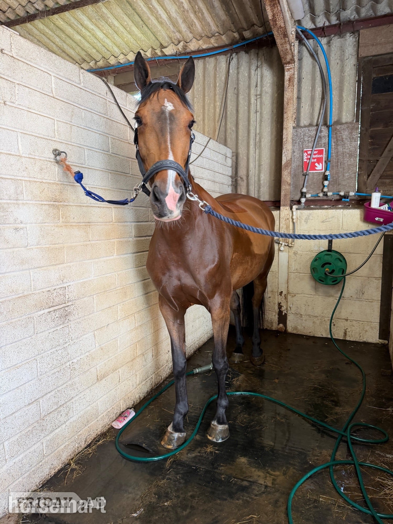 "Cece" Bay Mare Young Sport Horse