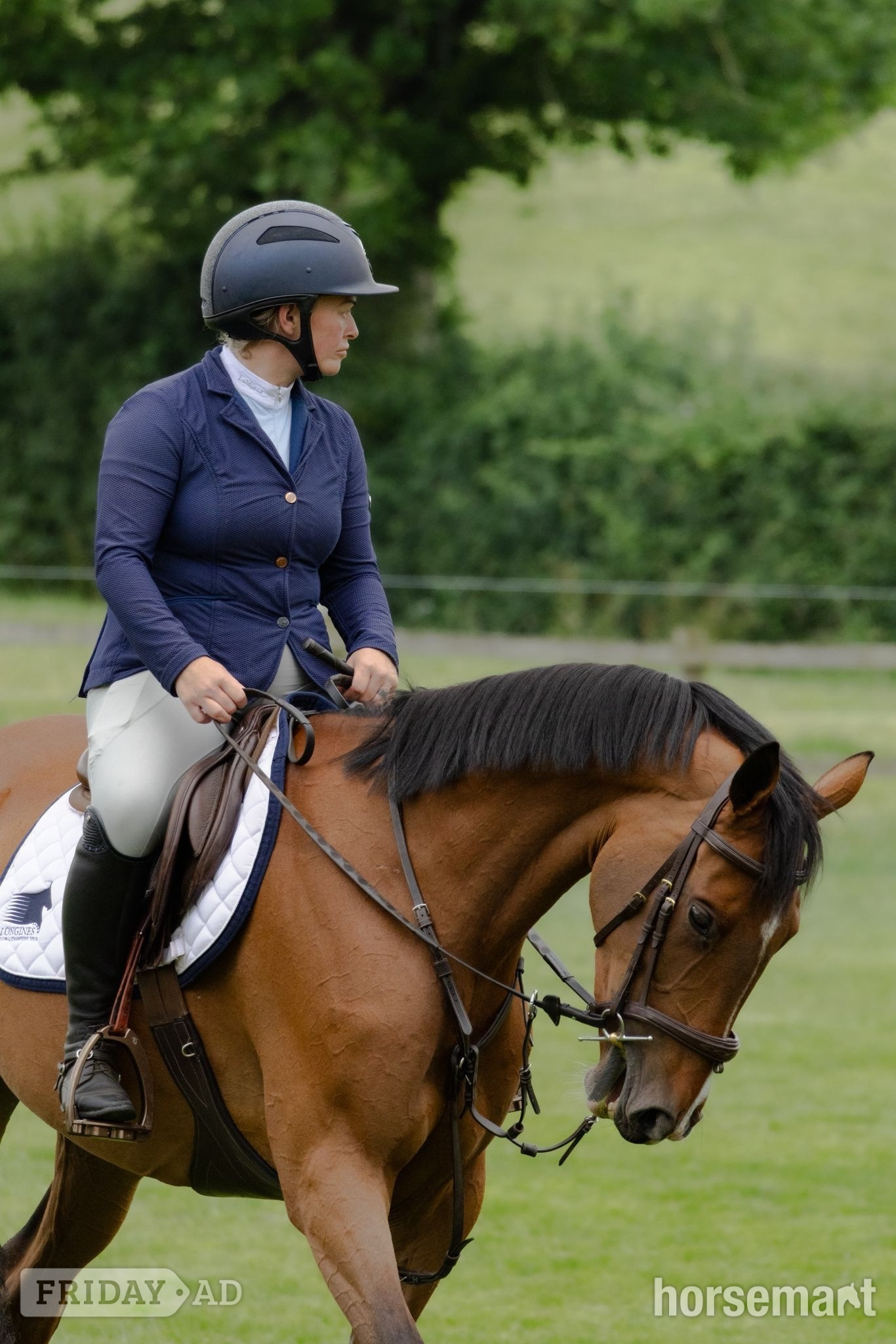 "Cece" Bay Mare Young Sport Horse