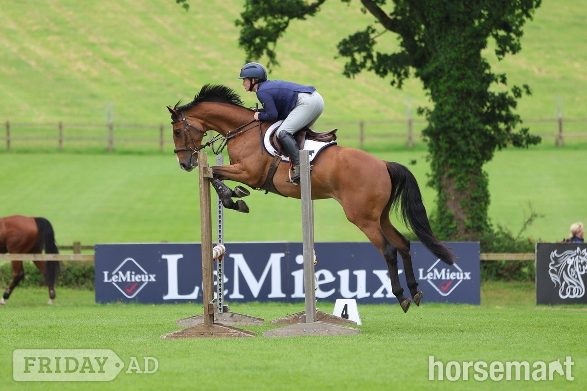 Godalming "Cece" Bay Mare Young Sport Horse