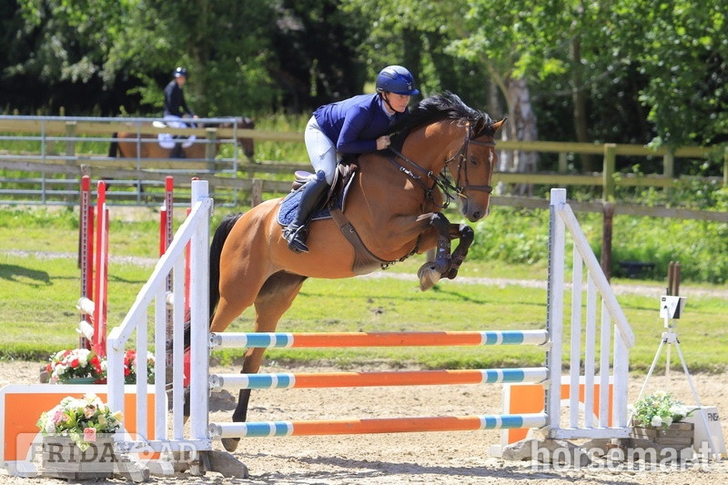 "Cece" Bay Mare Young Sport Horse - 