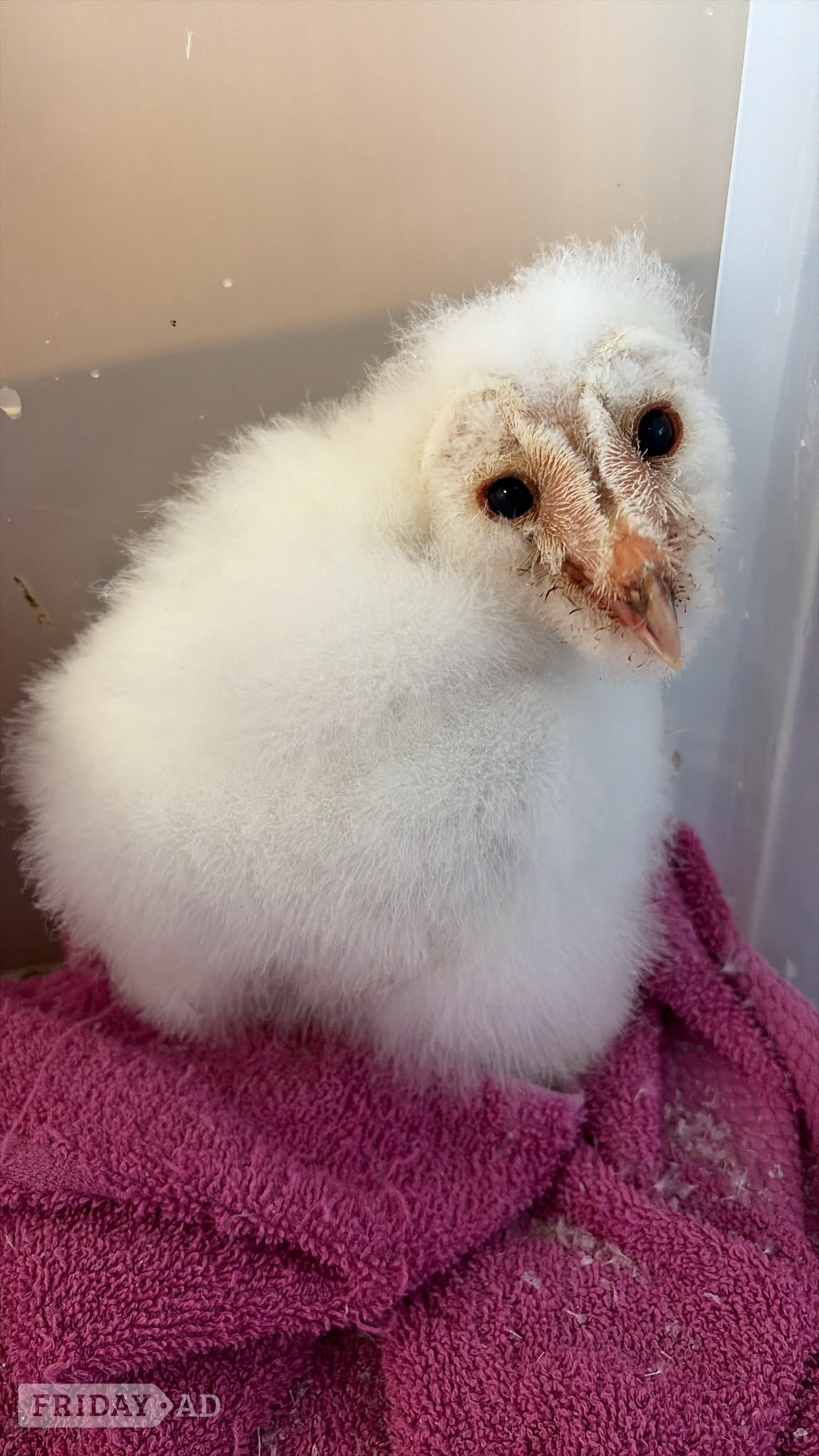 PRE RESERVE - BABY BARN OWLETS DUE TO HATCH in Market Drayton