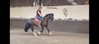 "Millie" Black Mare All Rounder