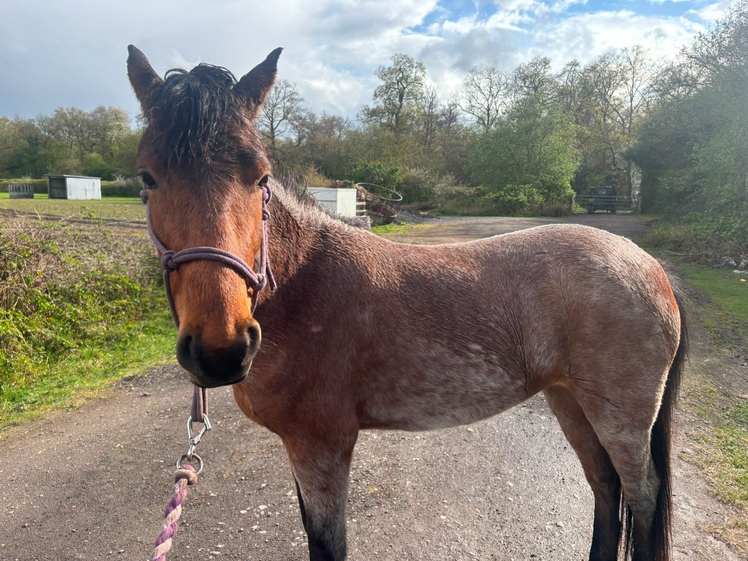 "Luna    (Rushmoor Crossbill)" Bay Roan Filly Project Horse