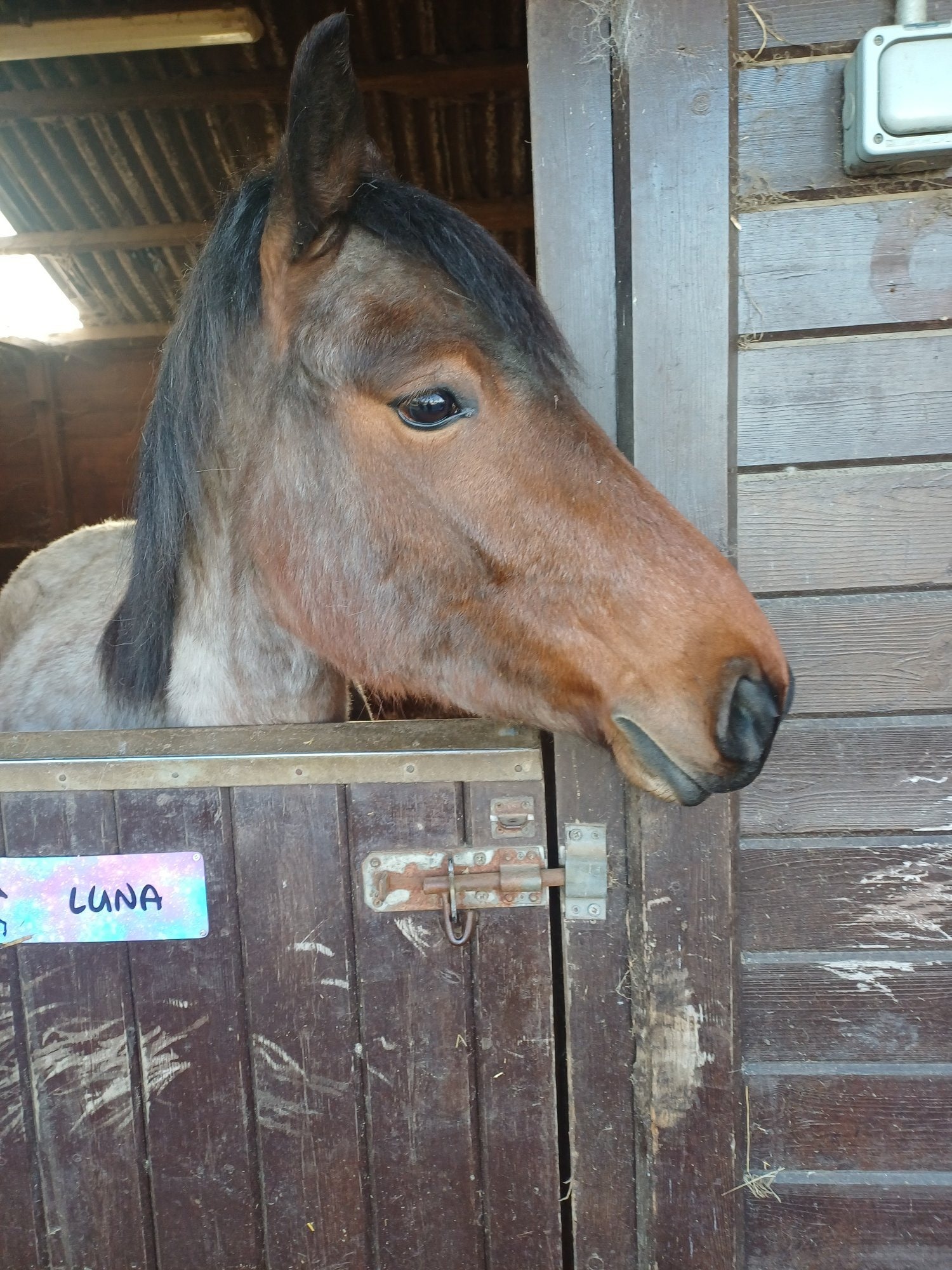 "Luna    (Rushmoor Crossbill)" Bay Roan Filly Project Horse - Horses