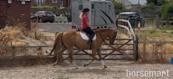 "J"  Gelding Ex Racehorse