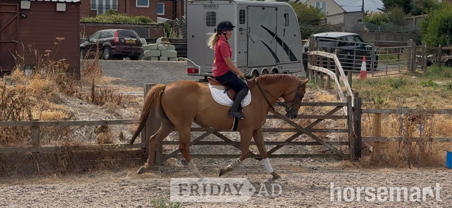 "J"  Gelding Ex Racehorse in Chippenham