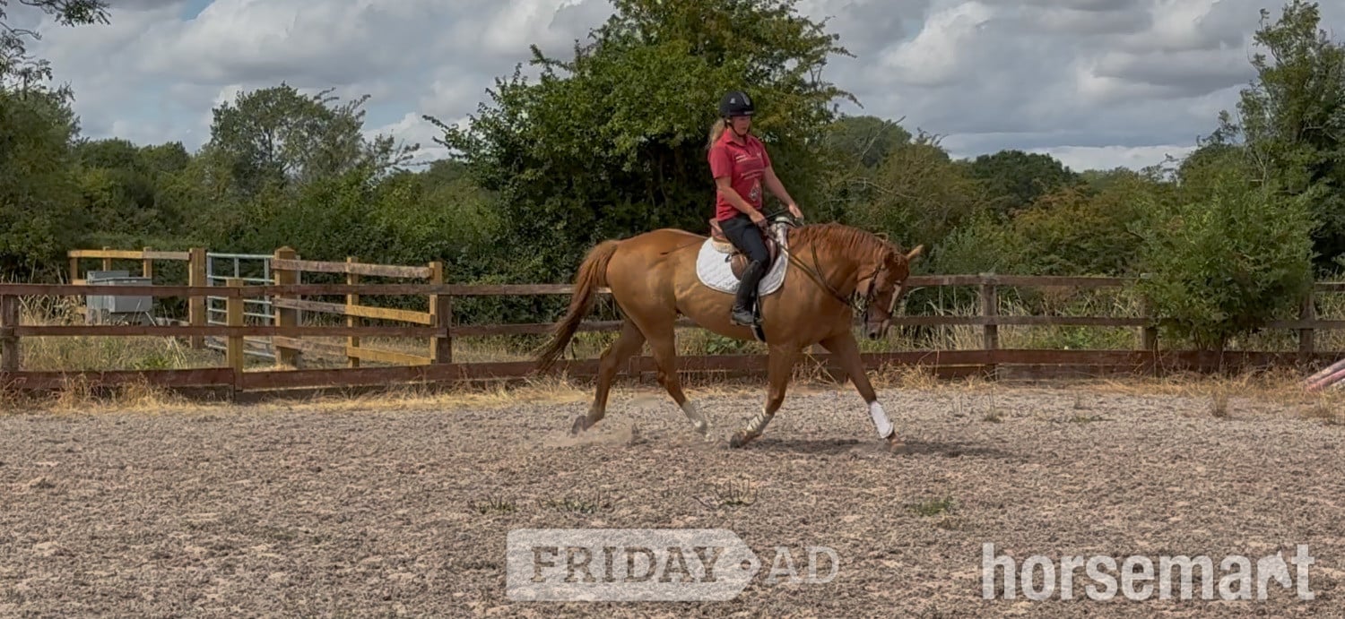 "J"  Gelding Ex Racehorse