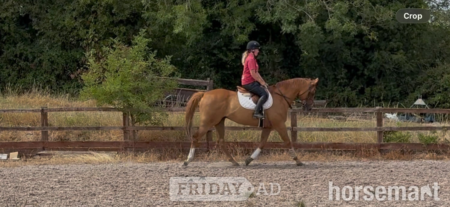 Chippenham "J"  Gelding Ex Racehorse