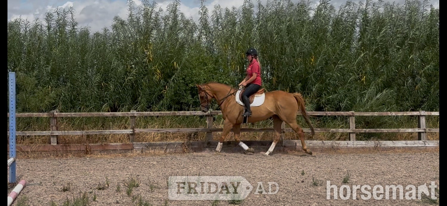 "J"  Gelding Ex Racehorse - Horses in Chippenham