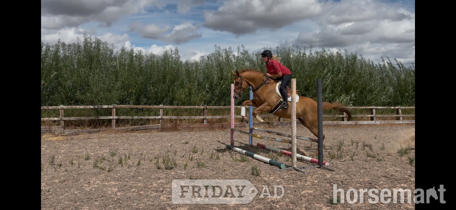 "J"  Gelding Ex Racehorse - Horses