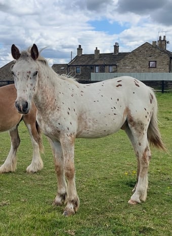 "Leopard Spotted Gelding  " Leopard Spot Gelding Young Sport Horse
