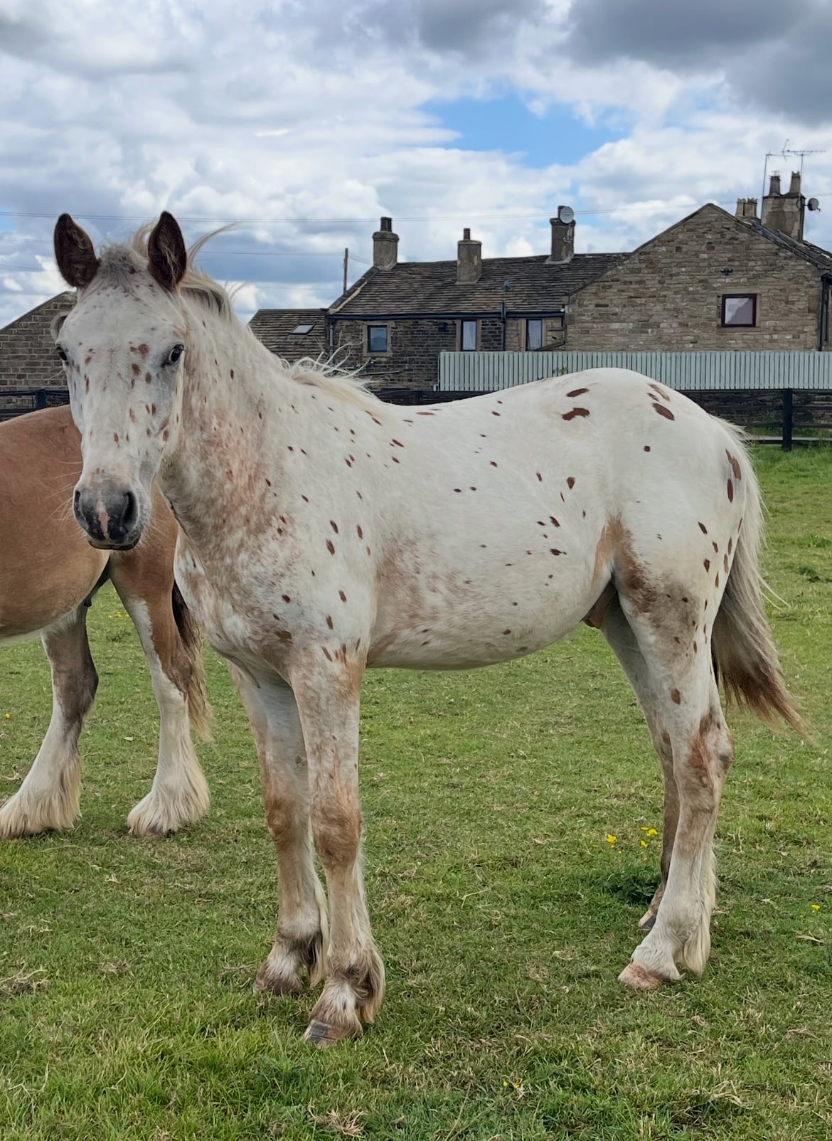 "Leopard Spotted Gelding  " Leopard Spot Gelding Young Sport Horse in Leeds