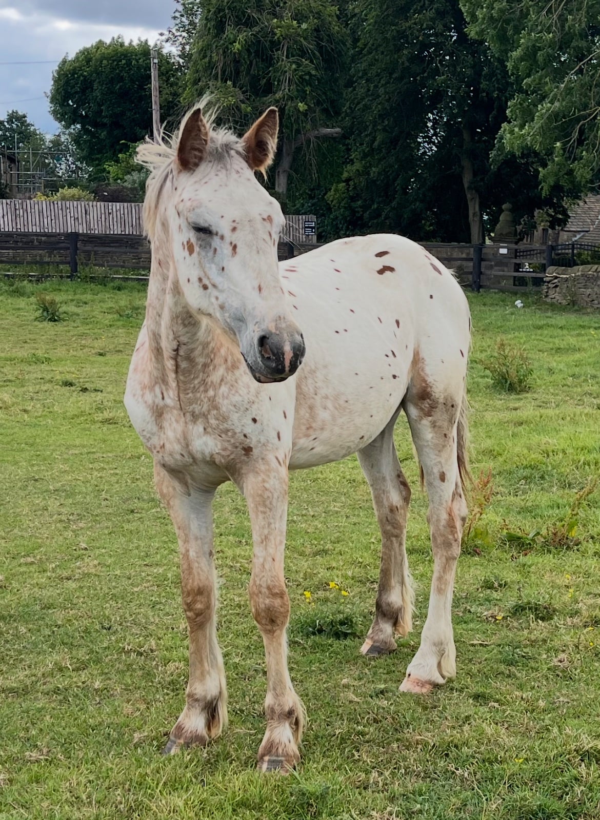 "Leopard Spotted Gelding  " Leopard Spot Gelding Young Sport Horse