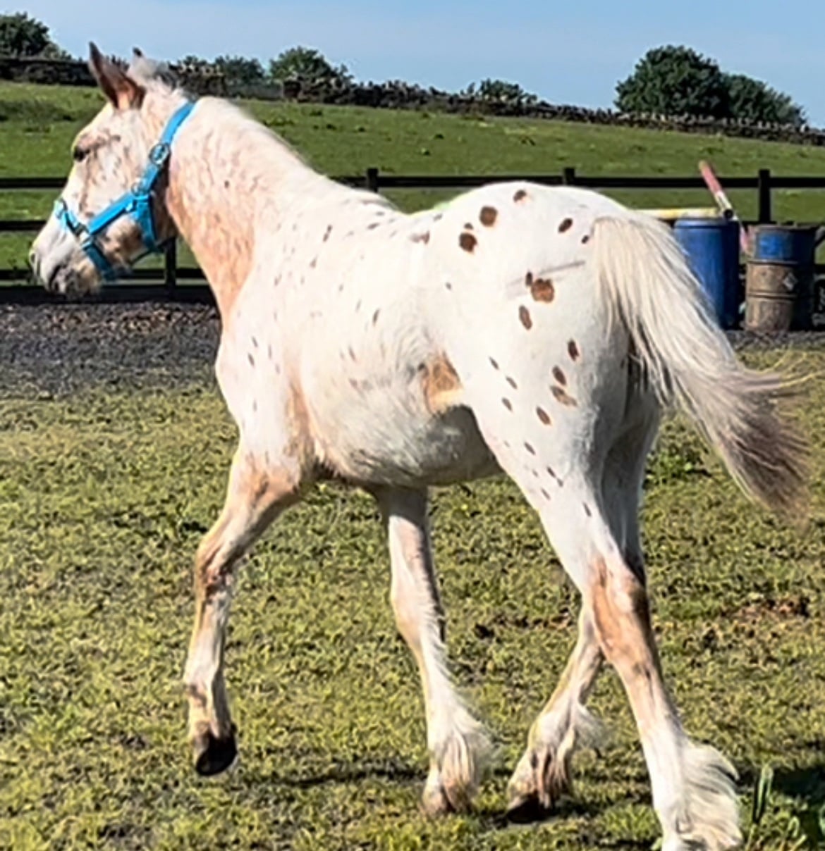 Leeds "Leopard Spotted Gelding  " Leopard Spot Gelding Young Sport Horse