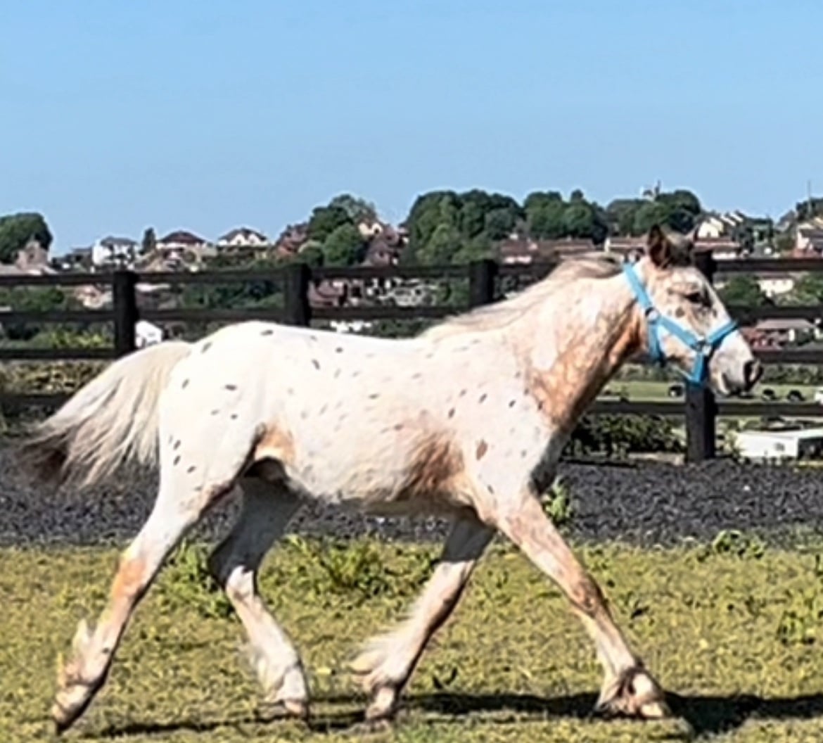 "Leopard Spotted Gelding  " Leopard Spot Gelding Young Sport Horse - Horses in Leeds