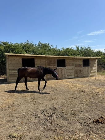 Thoroughbred mare companion/Broodmare only 