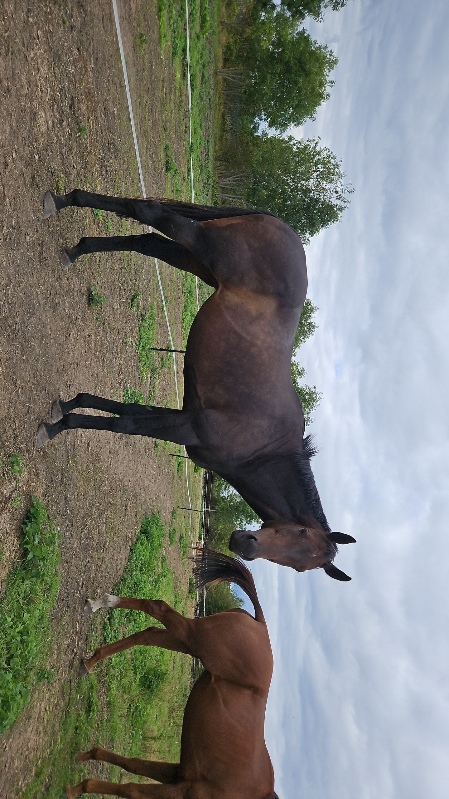 Thoroughbred mare companion/Broodmare only 