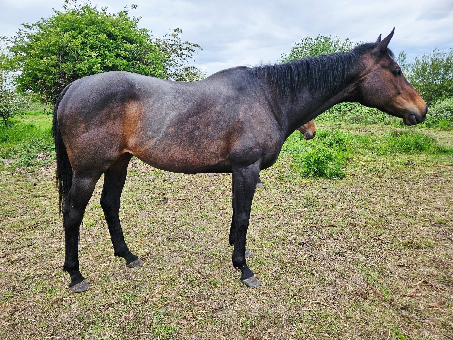 Thoroughbred mare companion/Broodmare only  - Horses