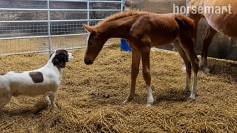 "Squirrel " Liver Chestnut Colt Youngstock / Foal
