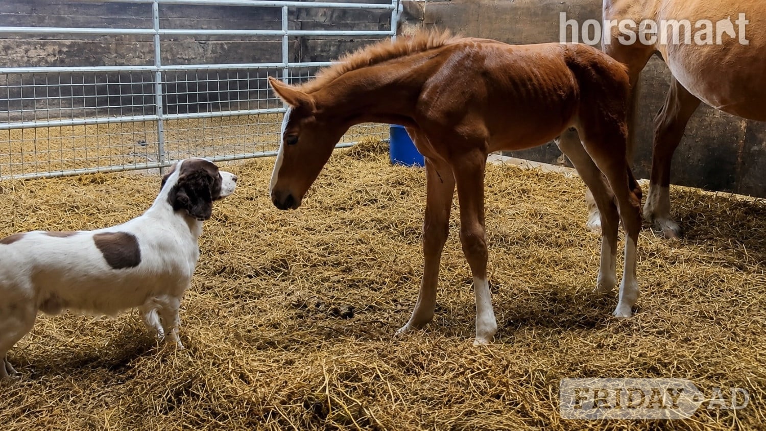 "Squirrel " Liver Chestnut Colt Youngstock / Foal in Bradford