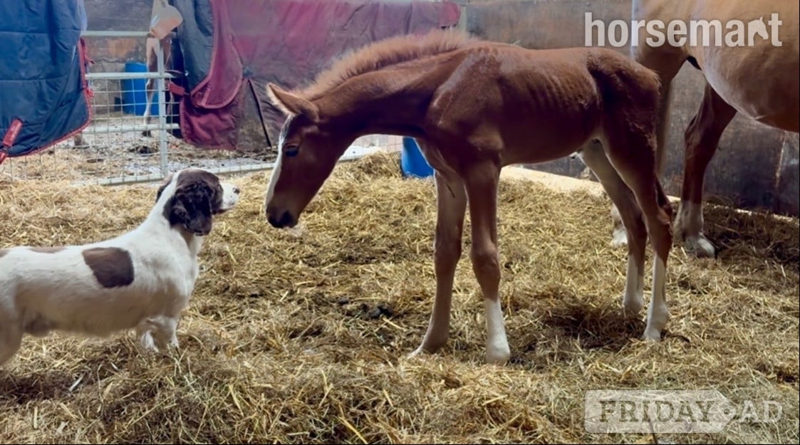 "Squirrel " Liver Chestnut Colt Youngstock / Foal