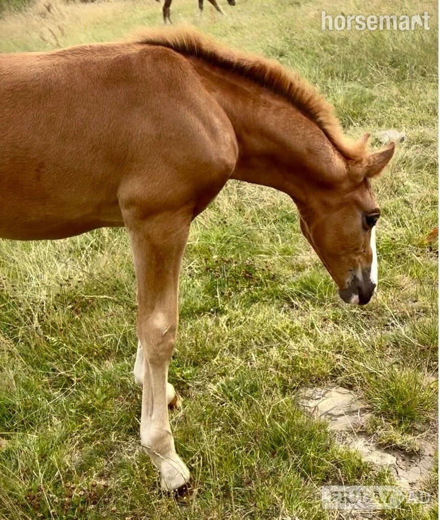 Bradford "Squirrel " Liver Chestnut Colt Youngstock / Foal