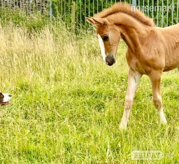 "Squirrel " Liver Chestnut Colt Youngstock / Foal - Horses in Bradford