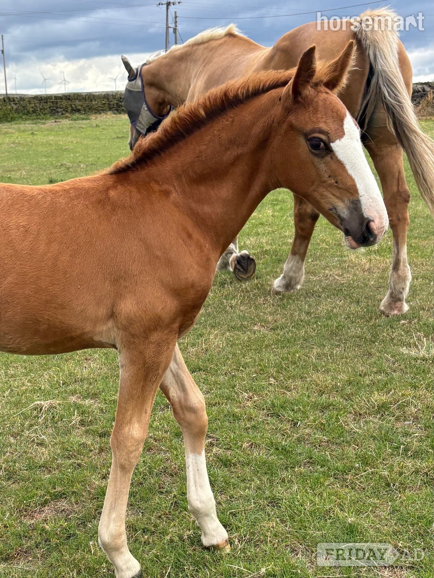 "Squirrel " Liver Chestnut Colt Youngstock / Foal - Horses
