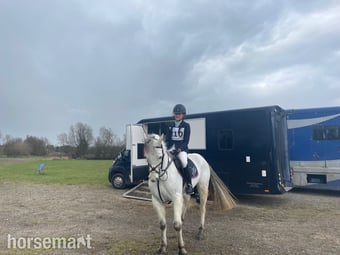 "Prince Mac" Grey Gelding Show Jumper