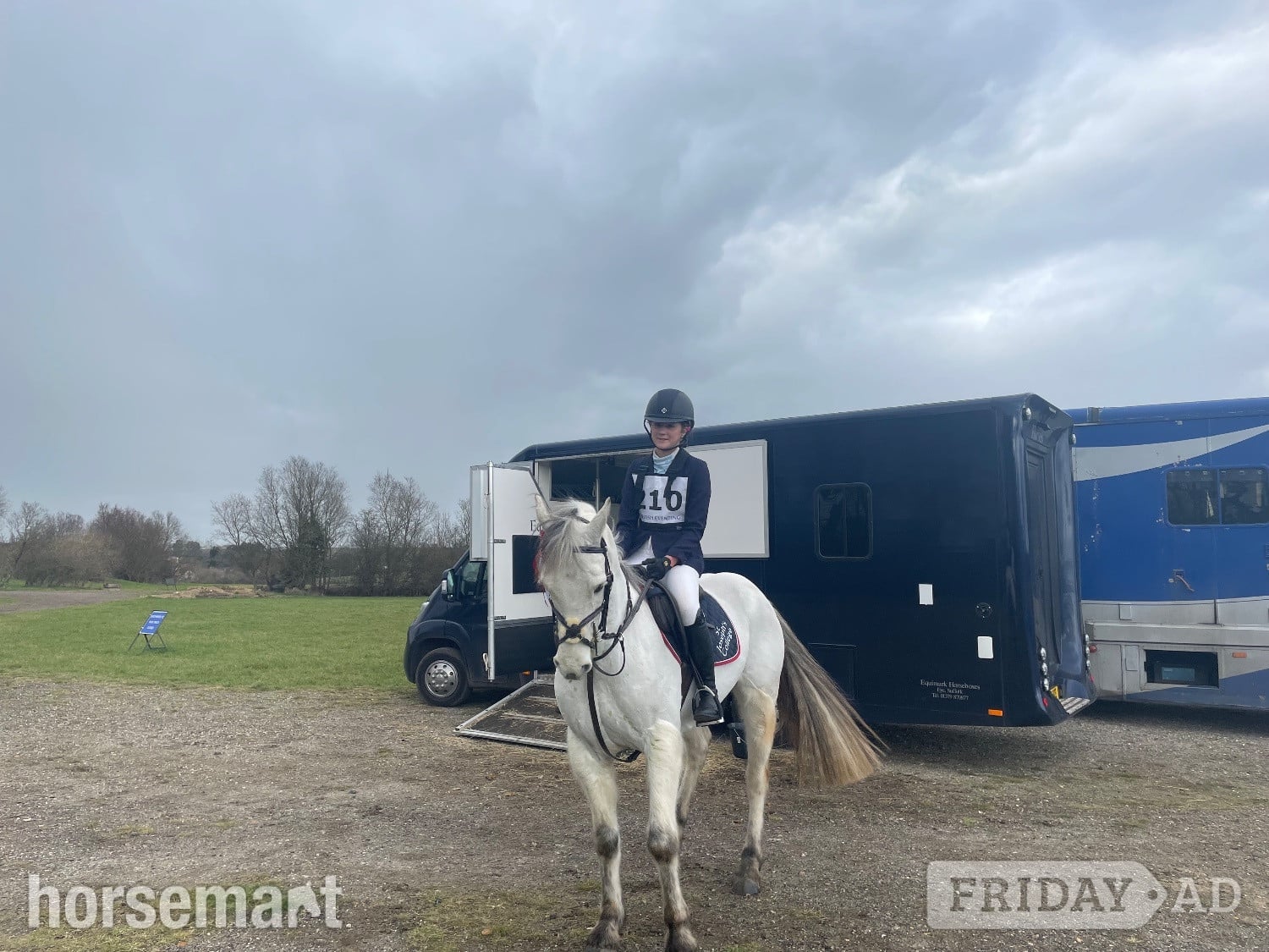 "Prince Mac" Grey Gelding Show Jumper in Colchester