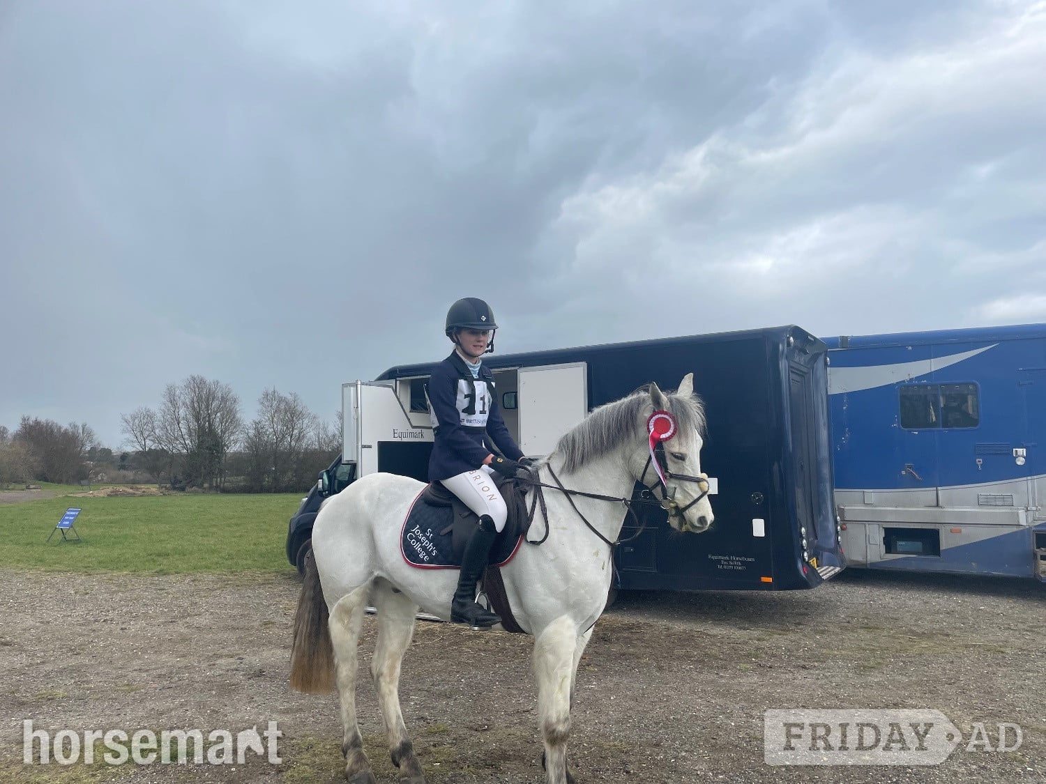 "Prince Mac" Grey Gelding Show Jumper