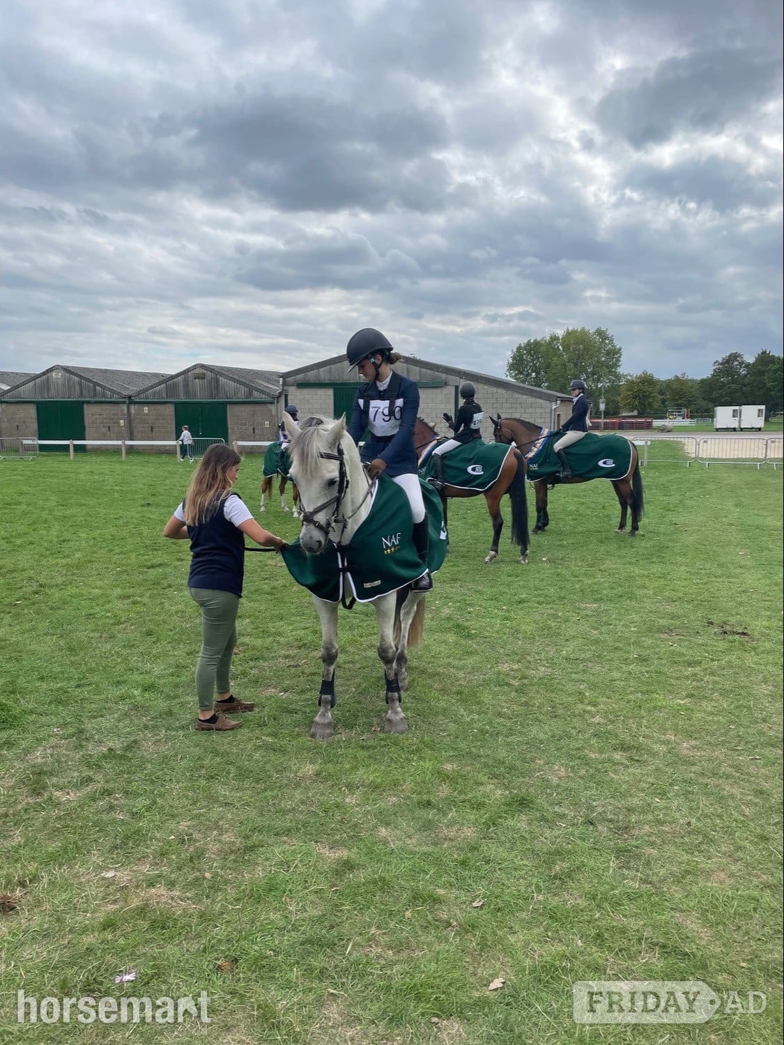 "Prince Mac" Grey Gelding Show Jumper - Horses in Colchester