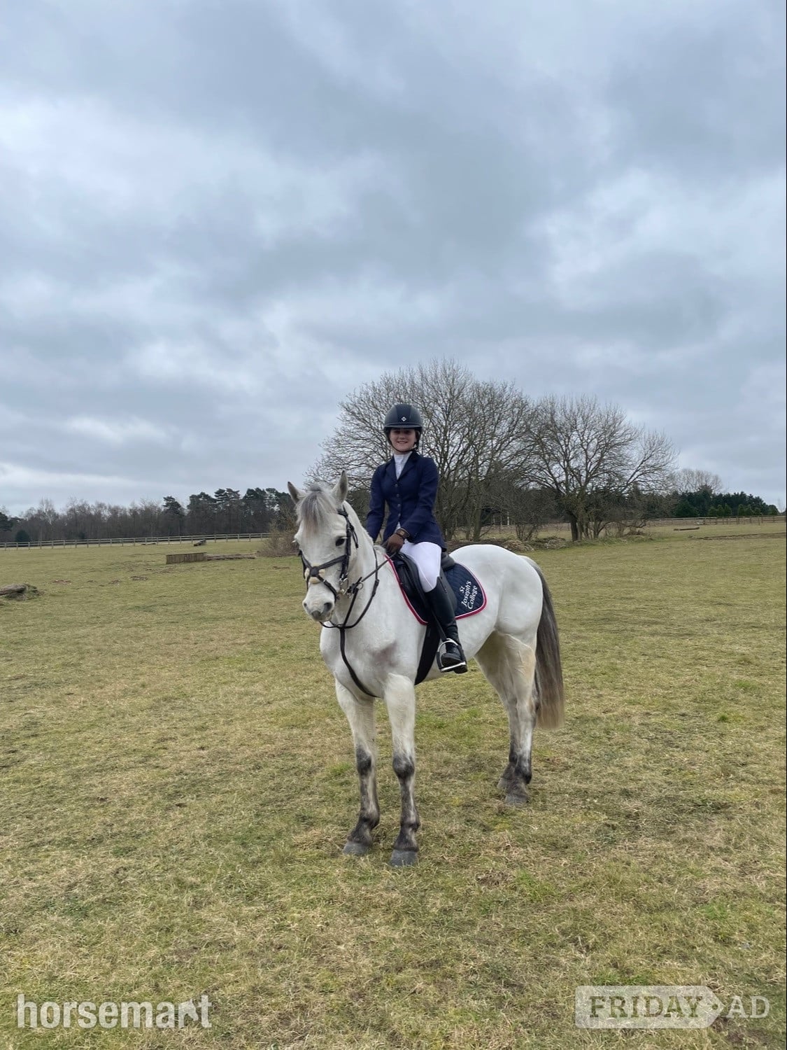 "Prince Mac" Grey Gelding Show Jumper - Horses