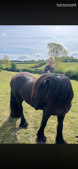 "Lulu" Black Mare Family Horse
