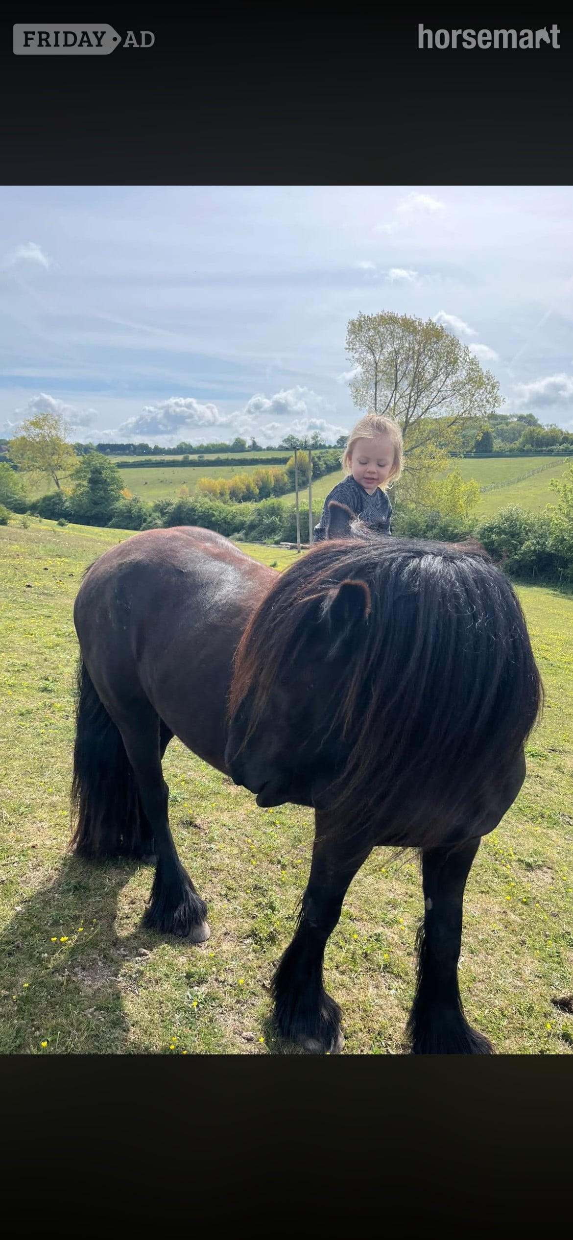"Lulu" Black Mare Family Horse in Maidstone
