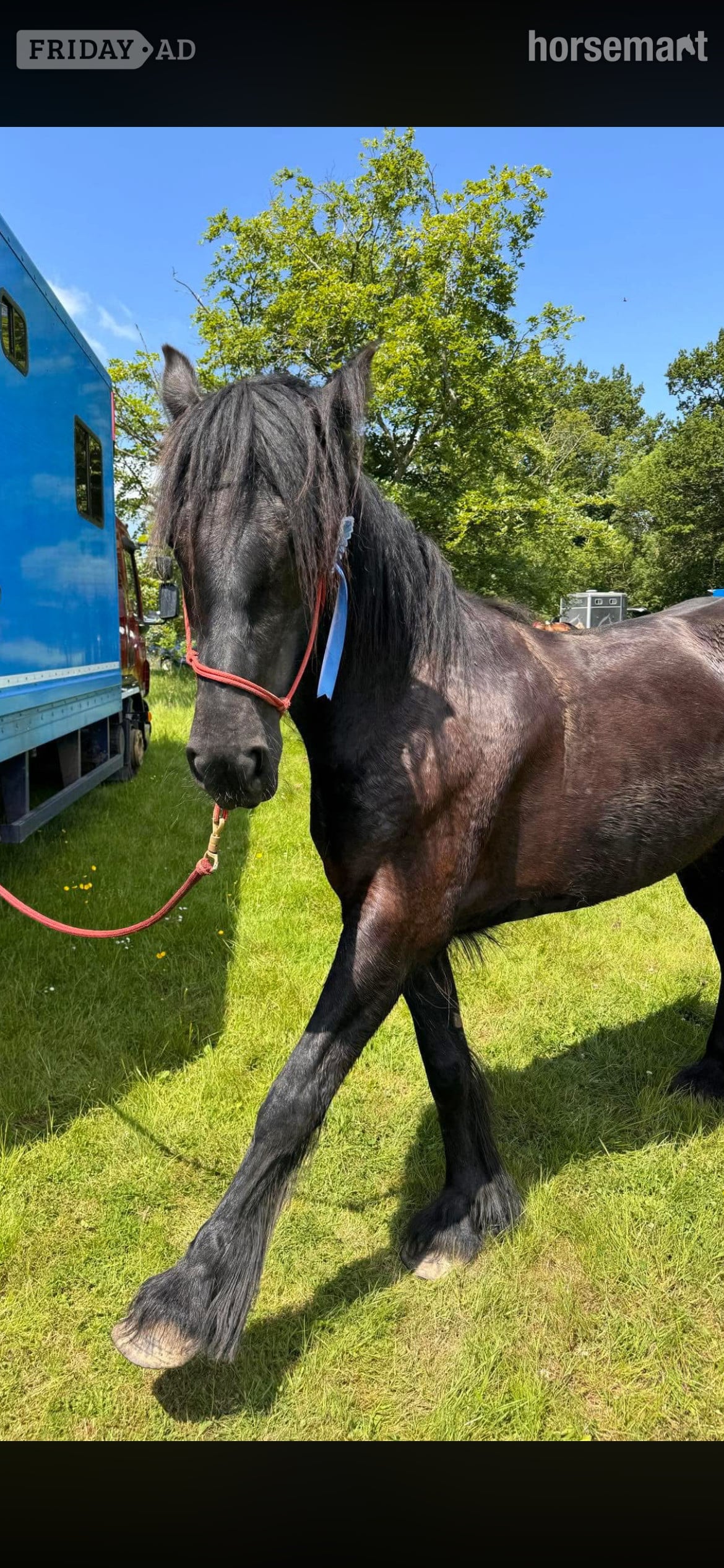 "Lulu" Black Mare Family Horse