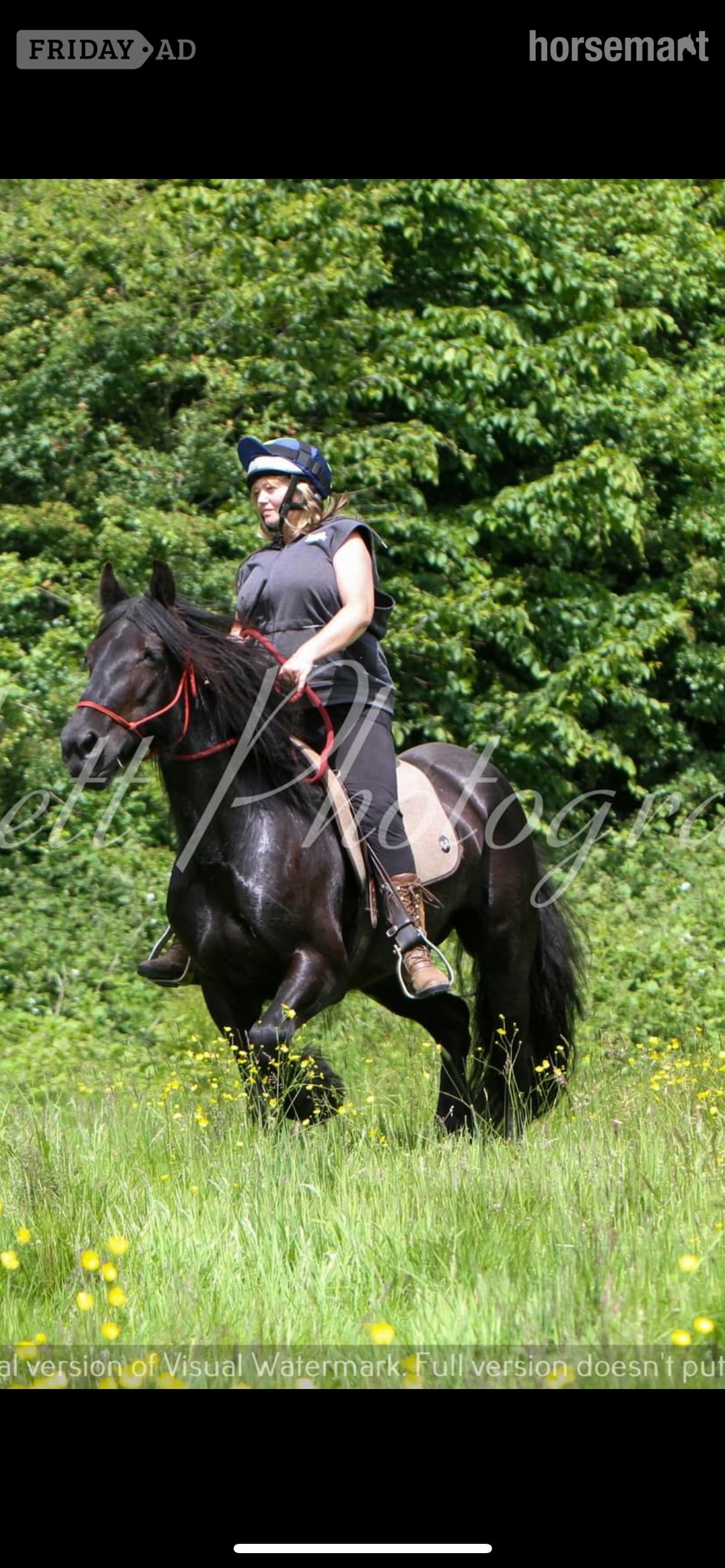 Maidstone "Lulu" Black Mare Family Horse