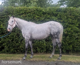 "Snowdrop " Grey Mare Happy Hacker