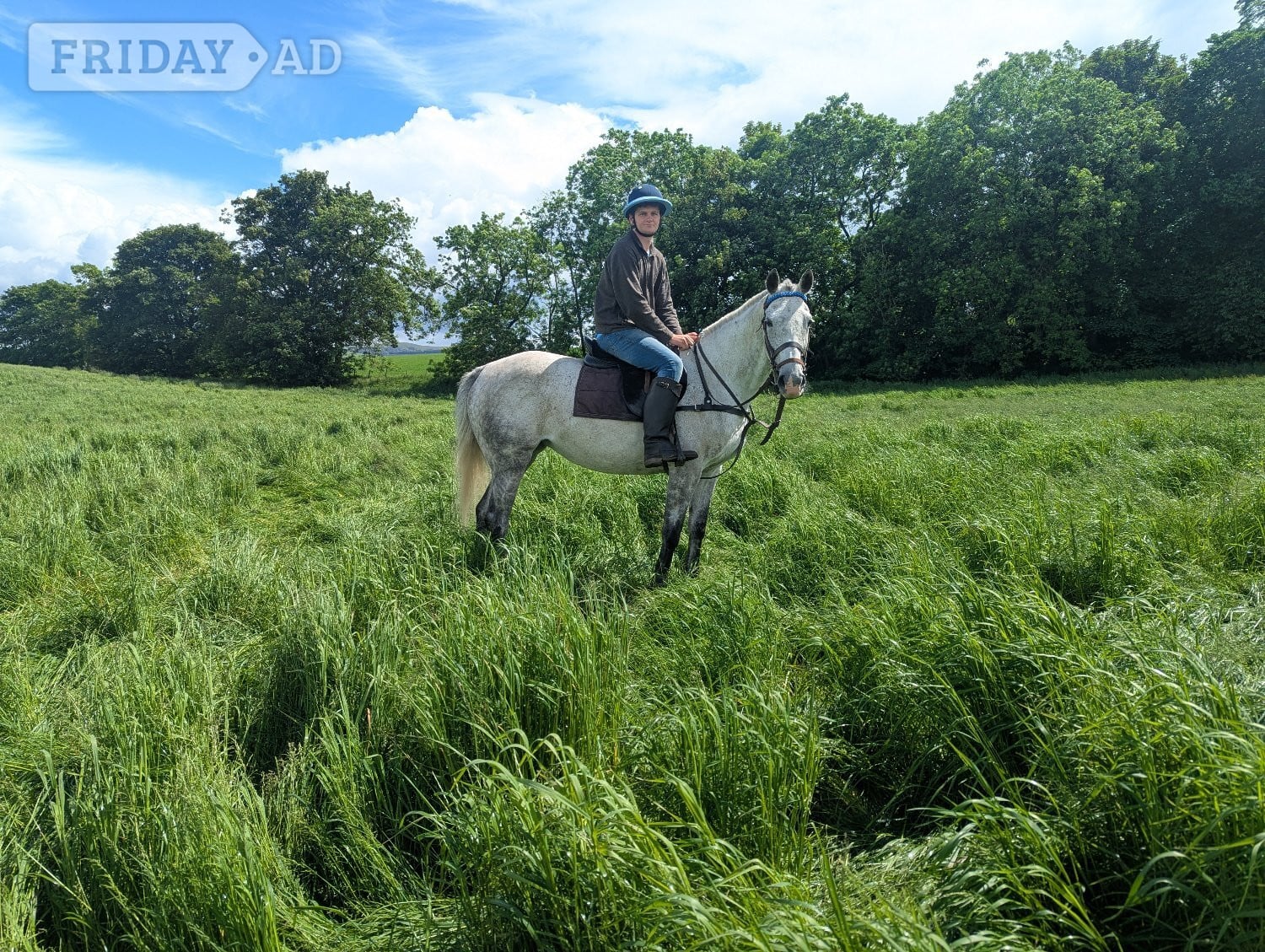 "Snowdrop " Grey Mare Happy Hacker