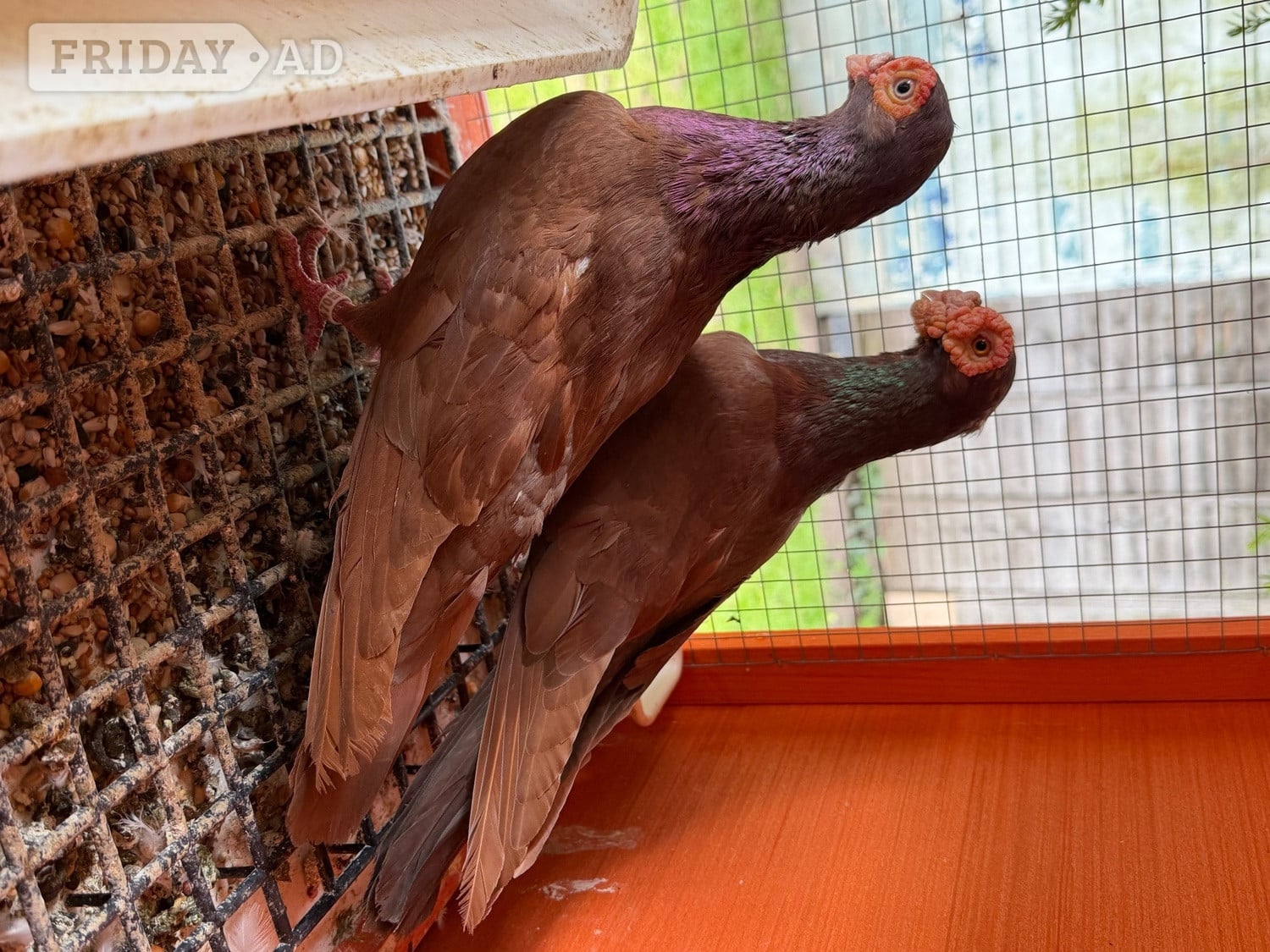 Pigeon for sale in Birmingham