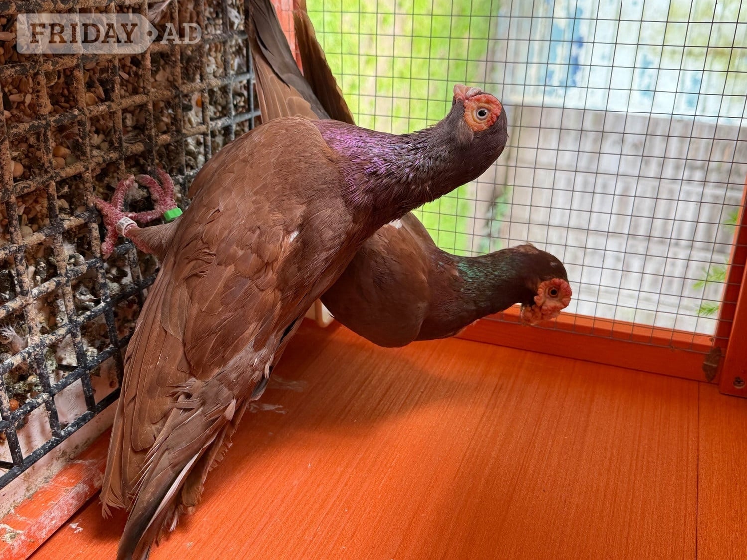 Pigeon for sale