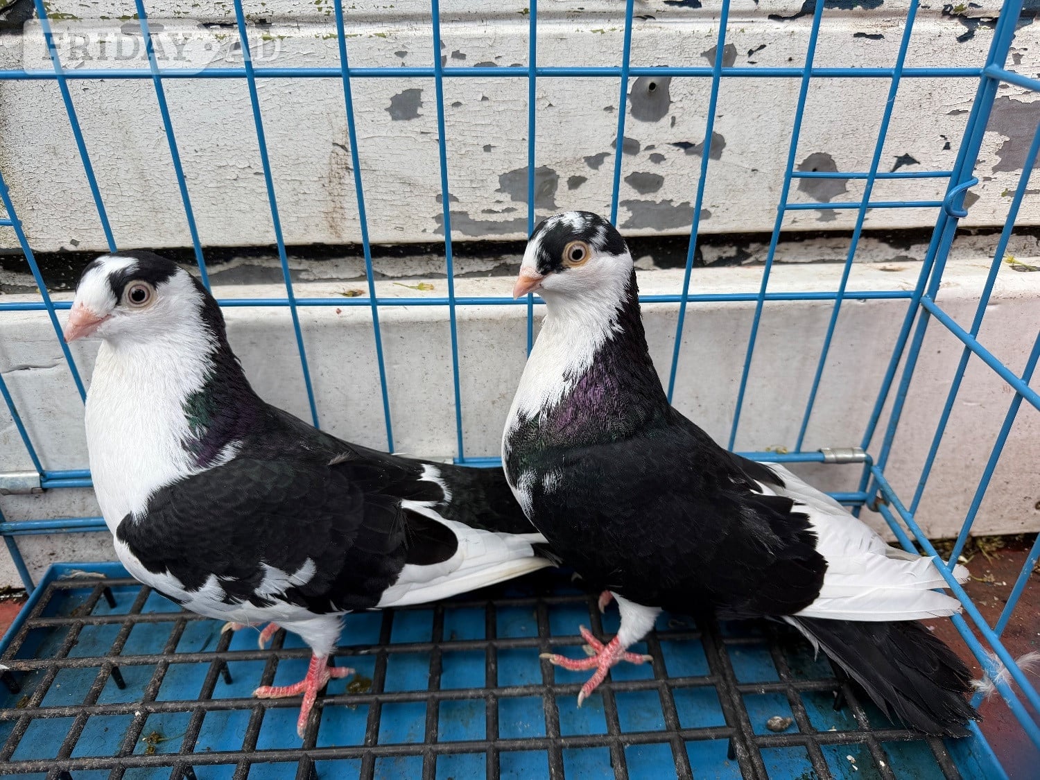 Birmingham Pigeon for sale