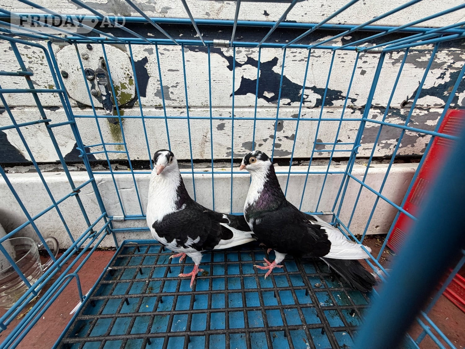 Pigeon for sale - Birds in Birmingham